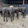 Cattle Image 8