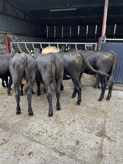 Cattle