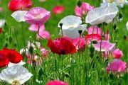 Poppy Seeds