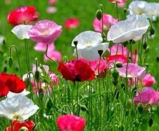 Poppy Seeds