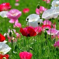 Poppy Seeds