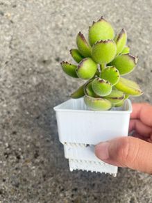 plant