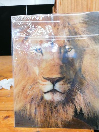 3D Animal Prints Assortment