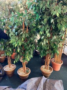 decorative trees