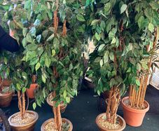 decorative trees