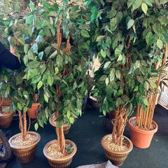 decorative trees