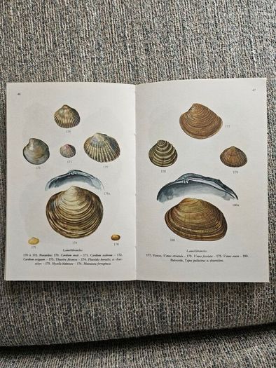 Animals And Plans Of The Sea. Authors: G. Mandahl-barth And M.l. Bauchot  Illustrator: Henning Anthon  Publisher: Fernand Nathan. Beautiful Illustrated Paperback In Good Condition.  See Photos For Same.