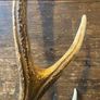 Vintage Deer Antler Image 3