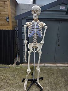 Human Skeleton Model for Anatomy