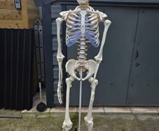 Human Skeleton Model for Anatomy