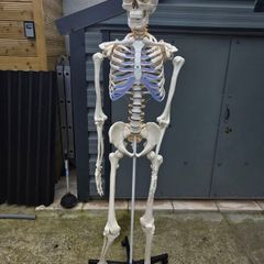 Human Skeleton Model for Anatomy