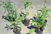 Foxglove plants