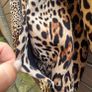 Animal print fleece jacket size 12 Image 8