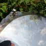 Vintage Silver and Gold Plate Serving Tray EPNS. 12" diameter Image 5