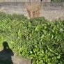 Gardening and maintenance and diy Image 2