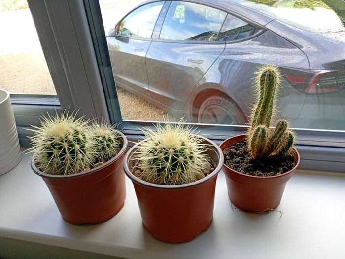 cactus
