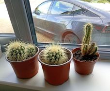 cactus