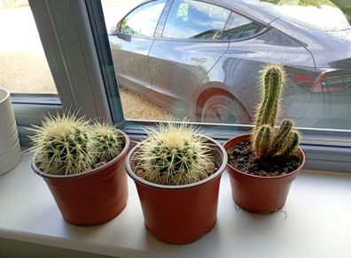 cactus