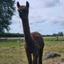 Alpaca Image 2