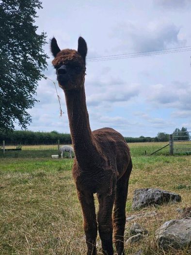 Alpaca