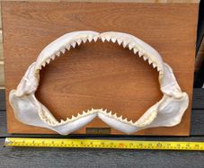 Dusky shark jaw. 19 inches wide X 7 inches tall