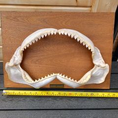 Dusky shark jaw. 19 inches wide X 7 inches tall