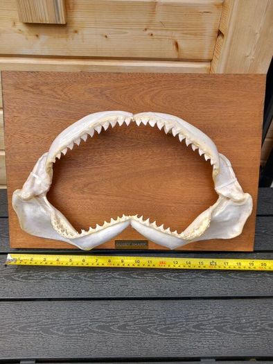 Dusky shark jaw. 19 inches wide X 7 inches tall