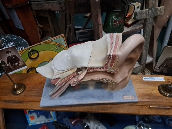 Vintage Human Ear Anatomical