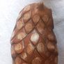 Hardwood carved Tawny owls Image 7