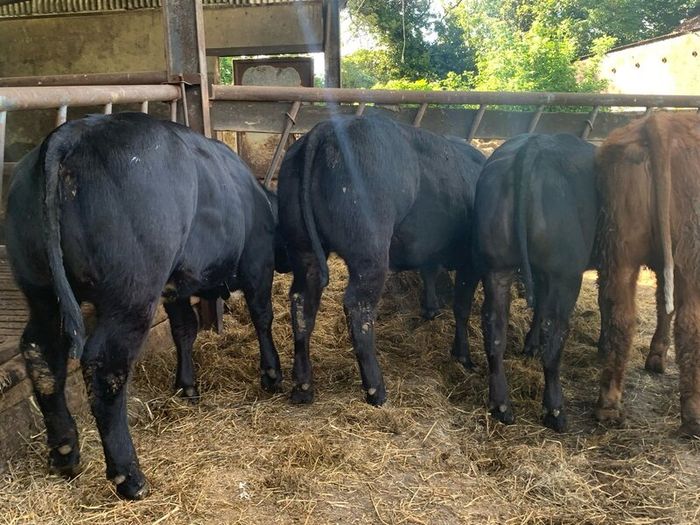 14 smashing limousine heifers