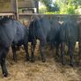 14 smashing limousine heifers Image 4