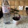 plant Nanouk Image 2