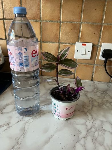 plant Nanouk