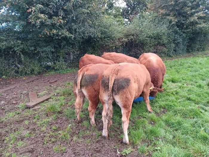 Limousin bull