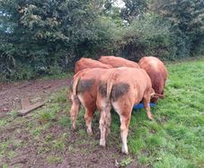 Limousin bull