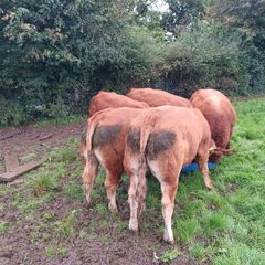 Limousin bull
