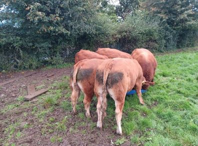 Limousin bull