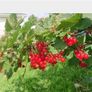 Redcurrant Plant Image 3