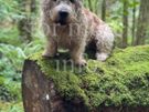 Rare breed Glen of Imaal Terrier Available for Photoshoots Image 5