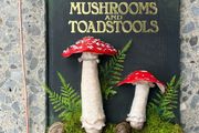 The Ultimate Mushroom and Toadstool Book and Bookmark
