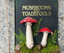 The Ultimate Mushroom and Toadstool Book and Bookmark