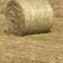 Hay for sale Image 3