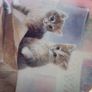 Decorative Kitten Plates Image 9