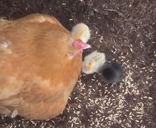 hen with chicks