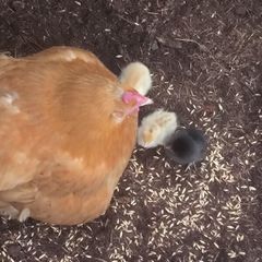 hen with chicks