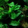 Anubias barteri nana - Aquatic Plant Image 3