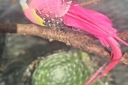 succulents