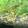 6 species Aquarium plants Image 5