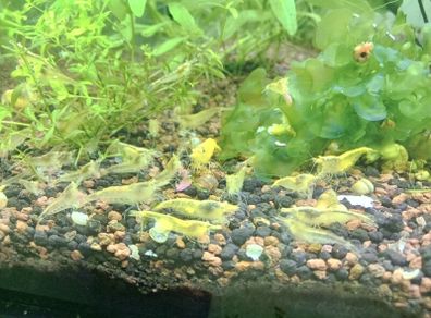 6 species Aquarium plants