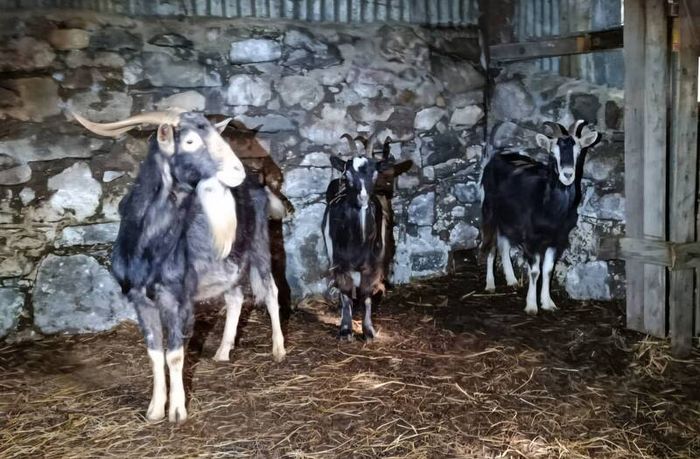 irish goats